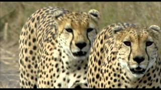 Unser Leben - Drei Geparden (Filmclip)