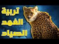 طريقة تربية الفهد الصياد الشيتا وكل شي بتحتاجه للعناية فيه Cheetah Care Routine طريقة تربية الفهد الصياد الشيتا وكل شي بتحتاجه للعناية فيه Cheetah Care Routine