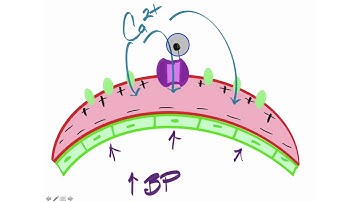 Myogenic Autoregulation
