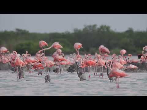 La Costa Norte De Yucatán Recibe A Miles De Flamencos Para Su Temporada De Anidación