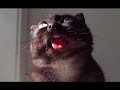Funny Cats Talking And Yelling Like Humans Compilation 
