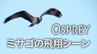 ミサゴ Youtube
