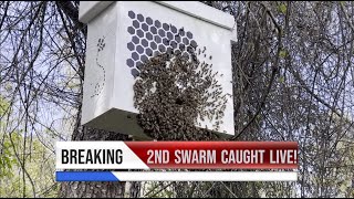 2nd bee swarm caught live!