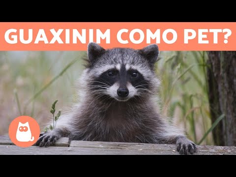 Vídeo: Guaxinim Doméstico: Animal De Estimação Exótico