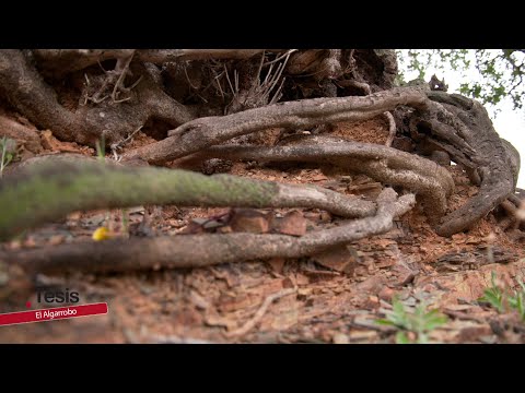 ALGARROBO, EL ÁRBOL DE LA MEMORIA