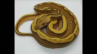 Phantom Sunfire het Albino