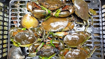 Mưu Sinh Bằng Nghề Bắt Cua Biển Trong Rừng Ngập Mặn Cần Giờ | ngọc thuận cần giờ