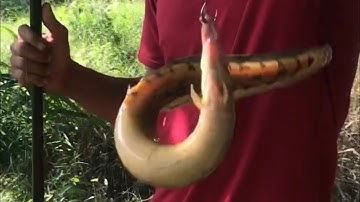 Câu cá sông Bé điểm câu cầu gảy và con suối nhiều chạch Lấu ngon.