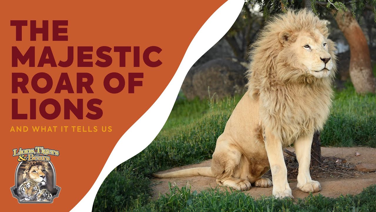 How loud is a lion's roar? And 4 other lion facts, Stories