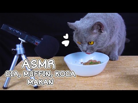 ASMR Kucing Makan Nyam Nyam - Cia Cat Diary