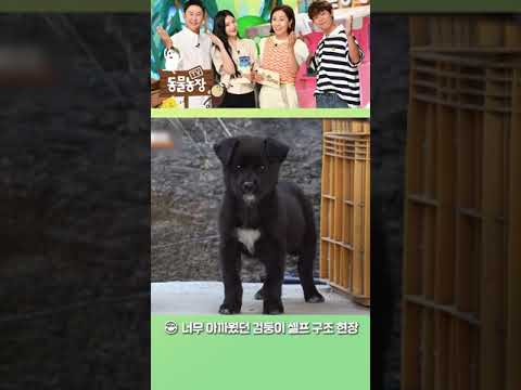 <strong>왕년에</strong> 참새 잡던 솜씨로 강아지를 잡아보겠다는 이장님🤣 #shorts #TV동물농장 #AnimalFarm #SBSstory