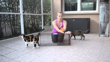 How To Use TruCatch Traps