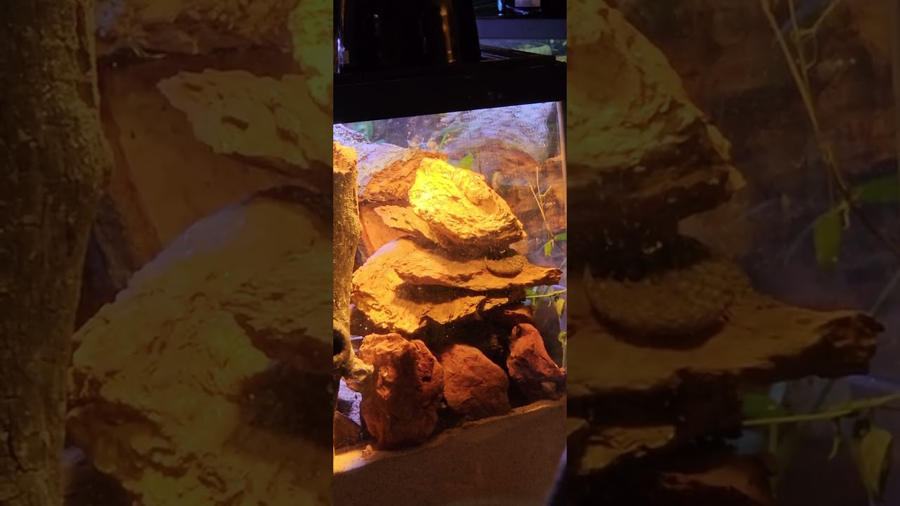 Crocodile Gecko is active  in the evening and at night