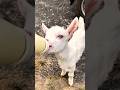 My Goat, My Pet
