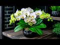 Beat the Winter Blues: 6 Flowers You Can Bloom on Your Windowsill NOW