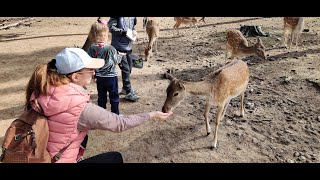 В ГОСТЯХ У ОЛЕНЕЙ И ПРОЧИХ ЖИВОТНЫХ