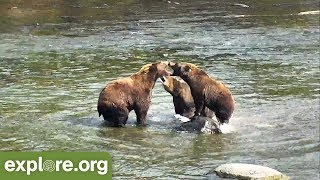 Two Bears Team Up  - This Week at Brooks Falls