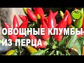 Необычная букетная посадка  перца в контейнеры. Что положить в лунку при посадке перца