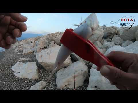 Lokum/ Mırmır/ İstavrit