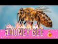 The beginners guide to the honey bee