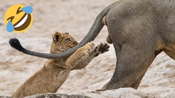 Wee Animals Compilation - Wee Meme Tiktok Animals - Try Not To Laugh