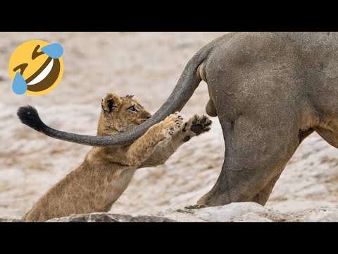 Wee Animals Compilation - Wee Meme Tiktok Animals - Try Not To Laugh