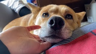 オヤジ&ババアの会話をBGMにうとつく犬雑種犬