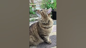 New CapCut template (link in desc)