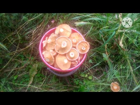 Выжить на сотку.