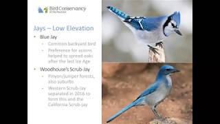 Corvids 101 Webinar