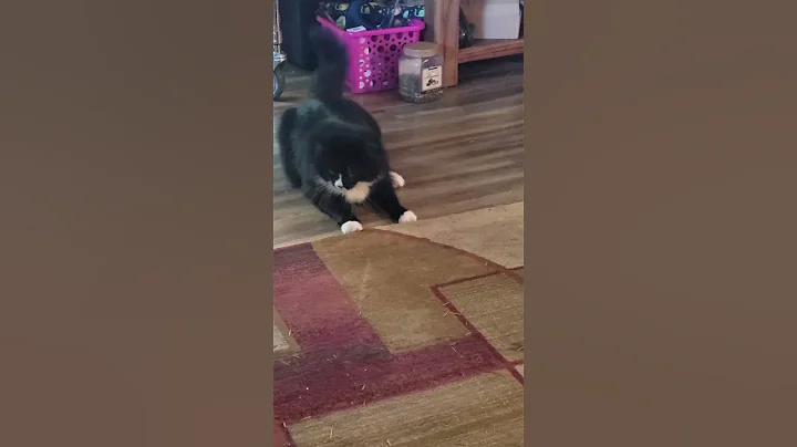 Watch the video about #pandathecat #mainecoon #kitty #cute #cutecat