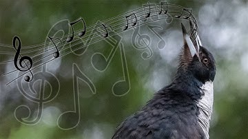 Australian Magpies Singing Compilation - one of the most beautiful bird calls