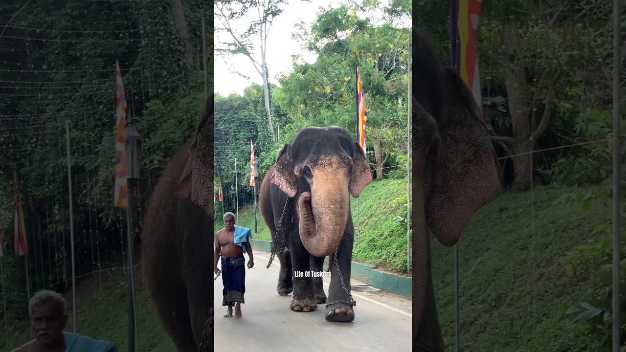 ලංකාවේ ඉන්න තවත් ලස්සන කුමාරායෙක් 😻❤️ #dalada #esala_perahera #lifeoftusker #elephant#srilanka #all
