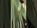 Beginning of bird building #bird #birdbuildnest