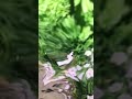 Rose Garden Ambient Drone | 87 Minutes #ptsd #ambientmusic #concentration #backgroundmusic