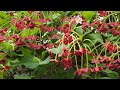طريقة تجذير الياسمين الأحمر Quisqualis Indica 