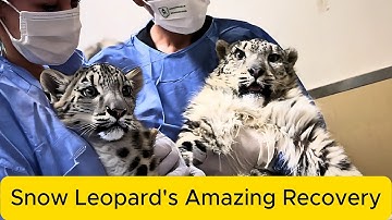 How has the dying snow leopard cub "Ling Xiaozhe" recovered after six months of professional care.