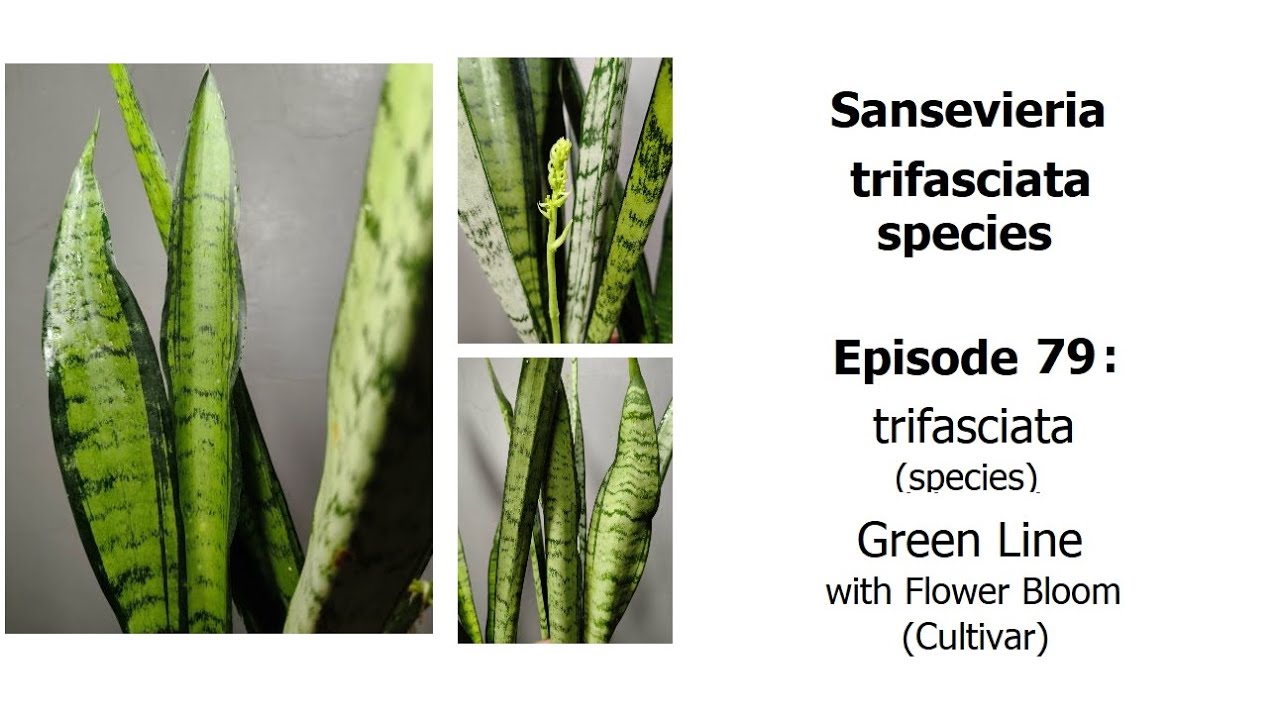 Sansevieria trifasciata Green Line with Flower Bloom - trifasciata Episode  79