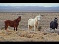 The Ox Yoke Lake Fork Of The Gunnison River.wmv