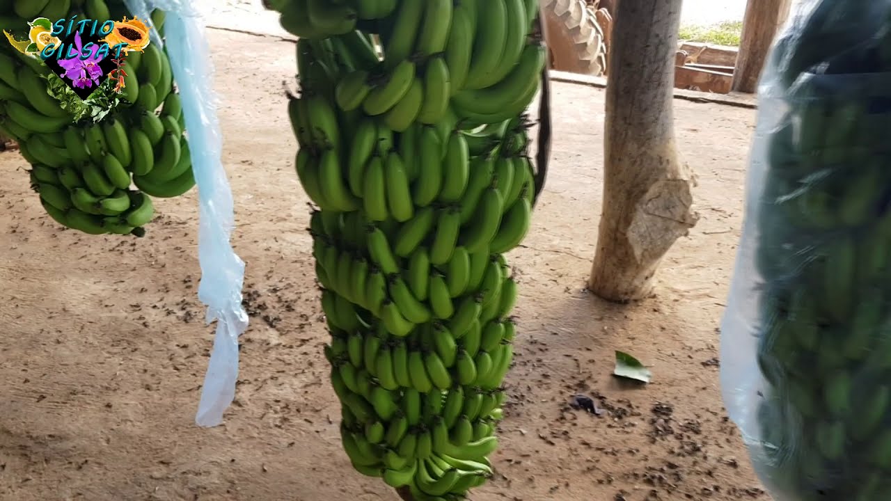 Cacho de banana gigante com mais de 90 kg é colhido no interior de SP;  VÍDEO, Santos e Região