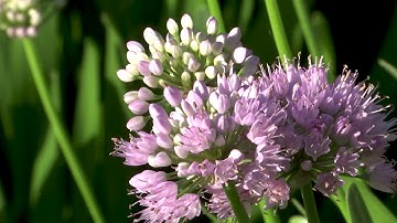 Bee-utiful flowers along the Lakewalk