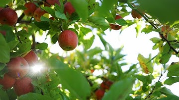 Study reveals NYS apple industry’s true economic impact