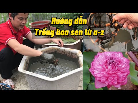 Hướng dẫn cách trồng hoa Sen từ a-z