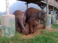 Young family of elephants in the Elephant Nature Park playing with sand