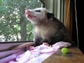 Possum eating strawberry and grapes
