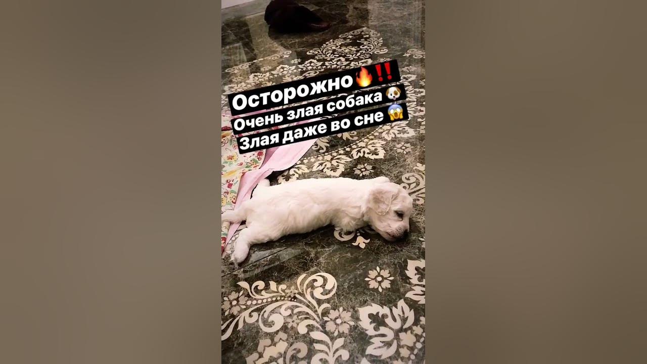 Милый щенок бишон фризе и сон. #dog #cобаки #cane #dogvideo #치와와 #チワワ ...