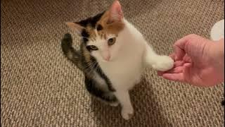 High five cat!