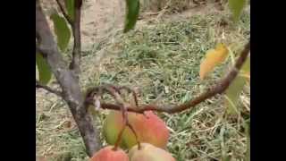 видео Сорт яблони: Болотовское
