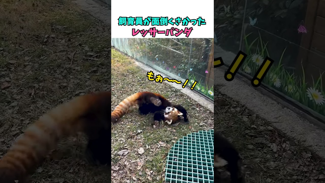 飼育員が面倒くさかったレッサーパンダ