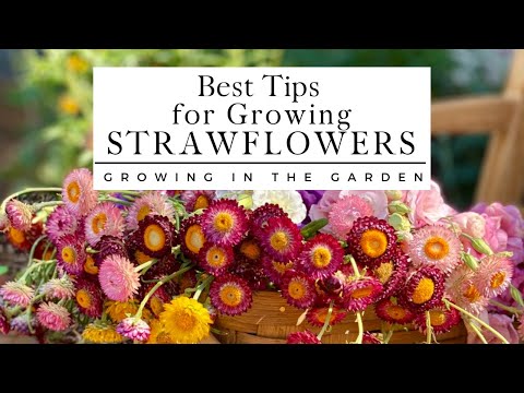 Video: Strawflower Care - Lär dig mer om odlingsförhållandena för strawflowers